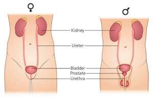 URINARY TRACT INFECTION