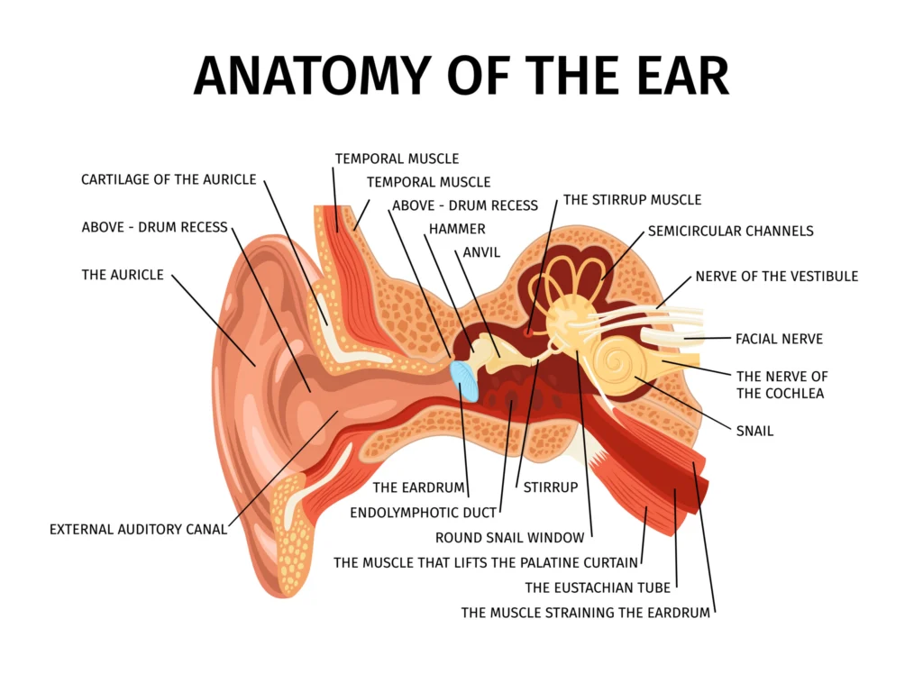 Anatomy Of Ear Composition